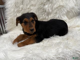 Airedale Terrier dogs Samantha Airedale Terrier Puppy 2 - Ad 2
