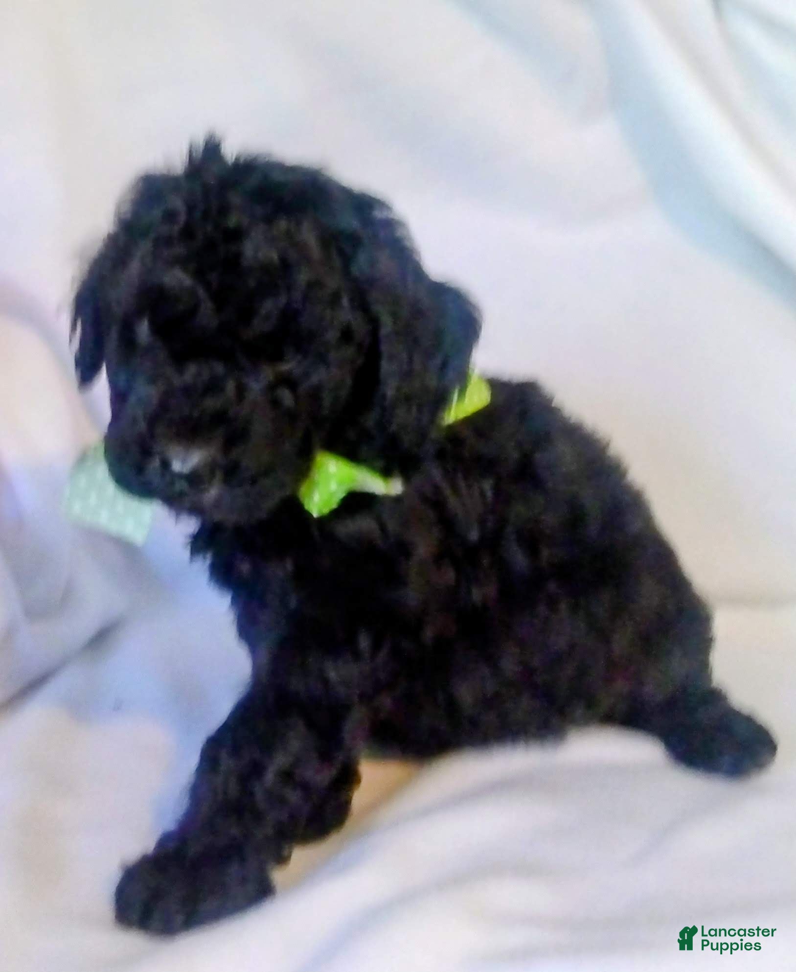 Mini Bernedoodle dogs Mini Bernedoodle Puppy 6 - Ad 20