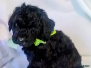 Mini Bernedoodle dogs Mini Bernedoodle Puppy 6 - Ad 12