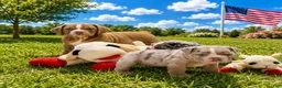 English Bulldog dogs for sale: Lover Boy - Ad 5