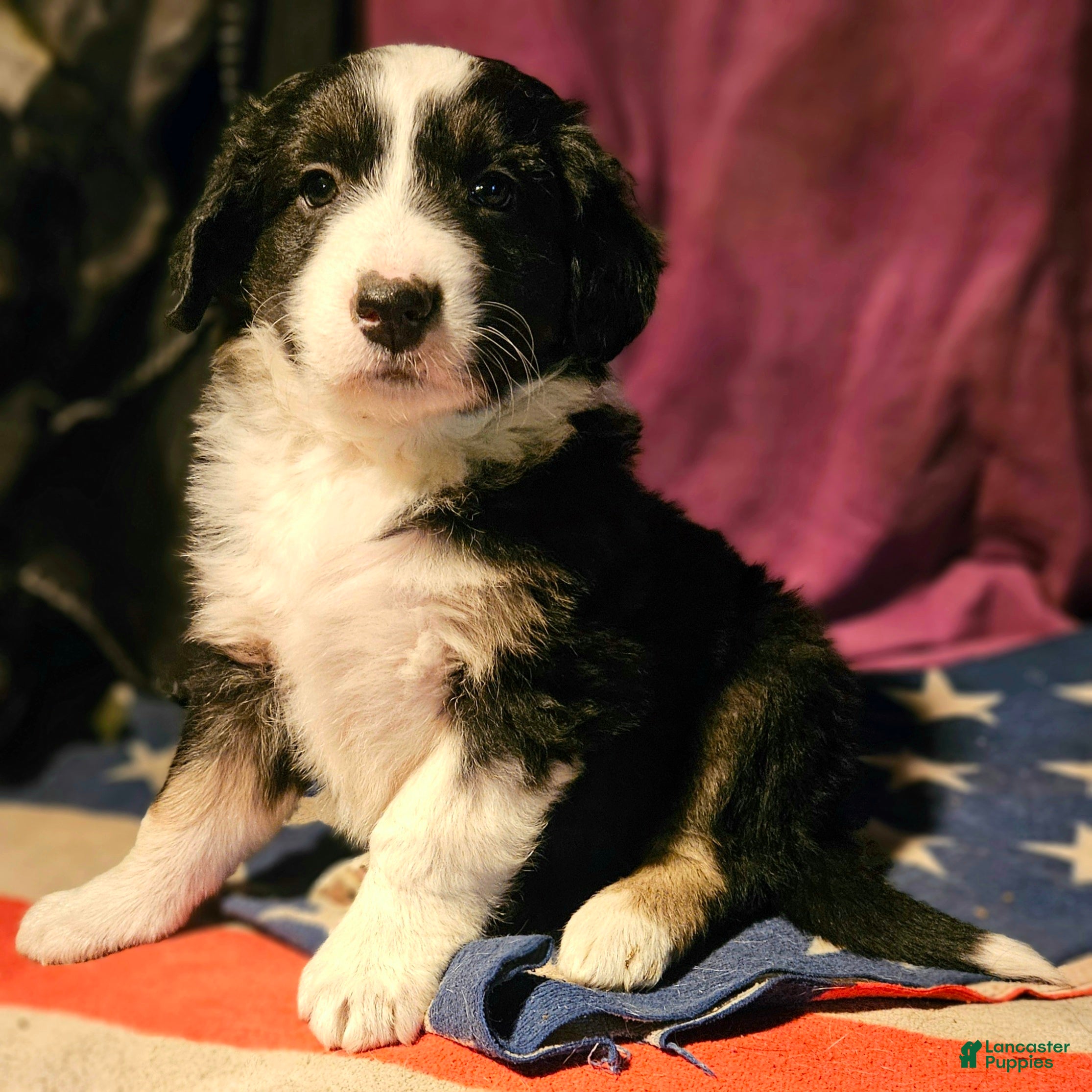 Border Collie dogs Elfrank - Ad 16