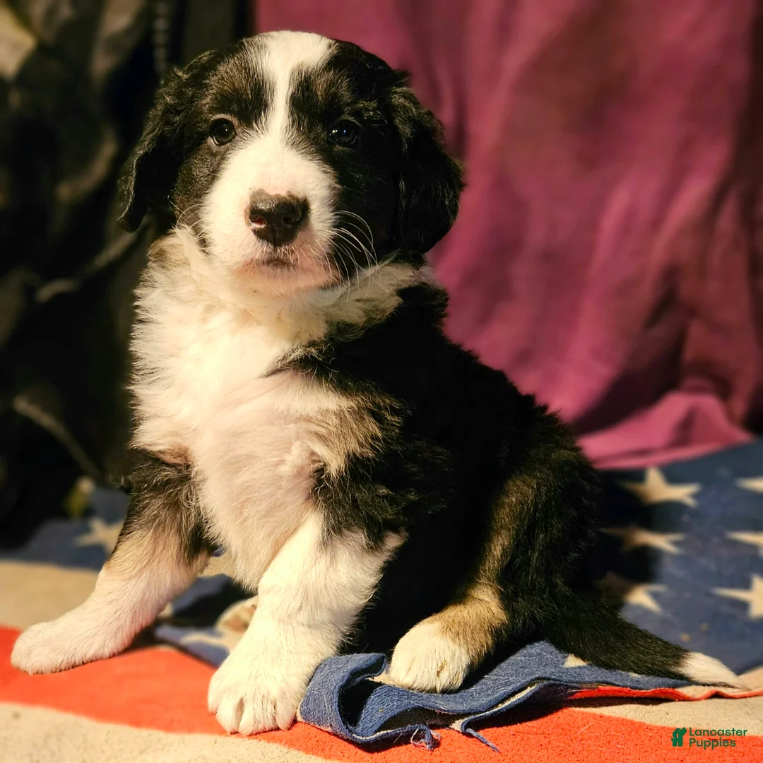 Border Collie dogs for sale: Elfrank - Ad 3