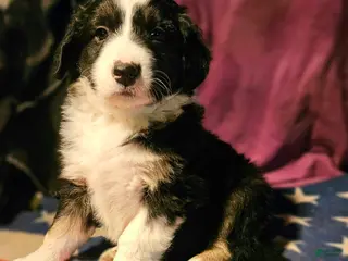 Border Collie dogs Elfrank - Ad 17