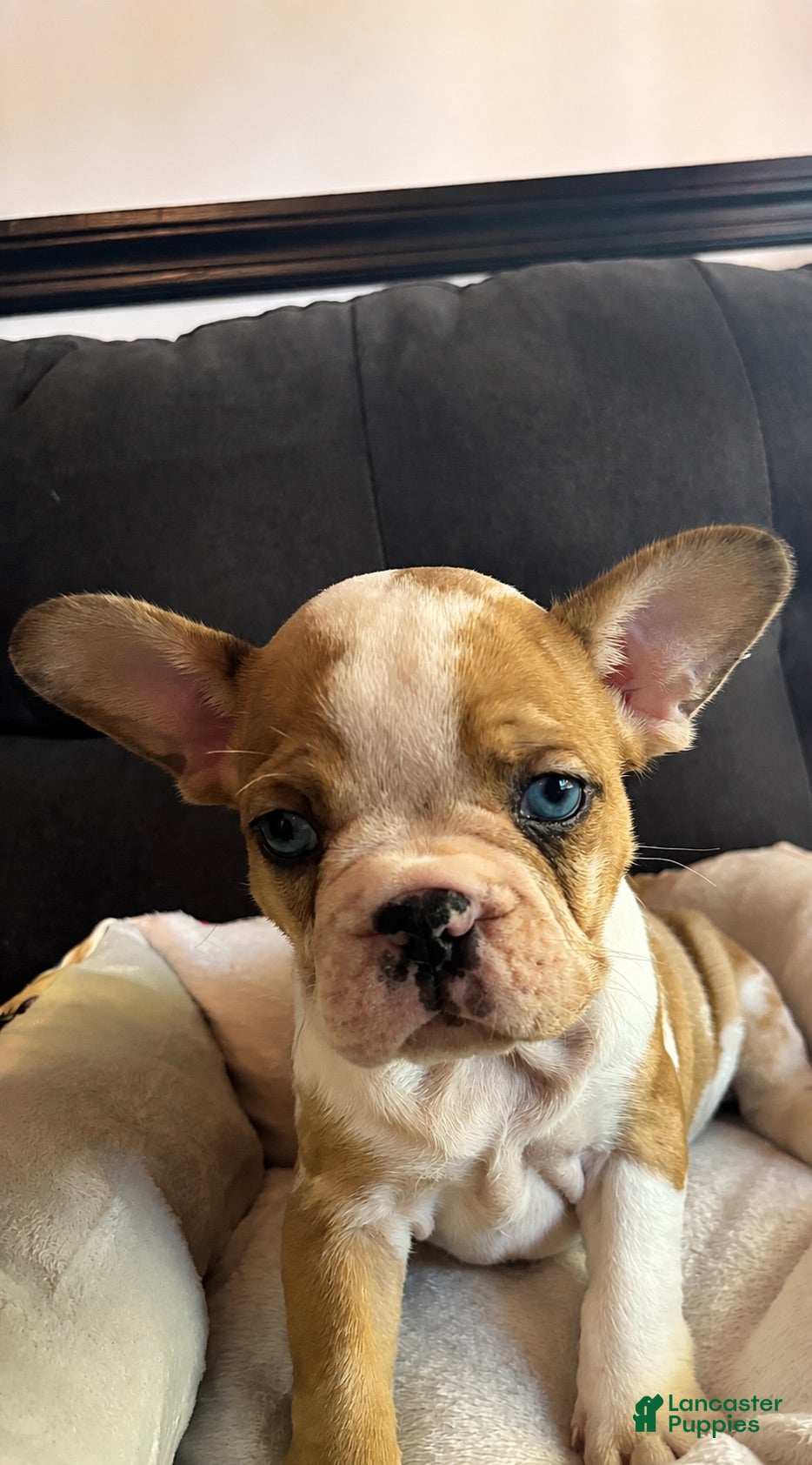 French Bulldog dogs Gordita  - Ad 2
