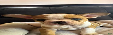 Gordita 