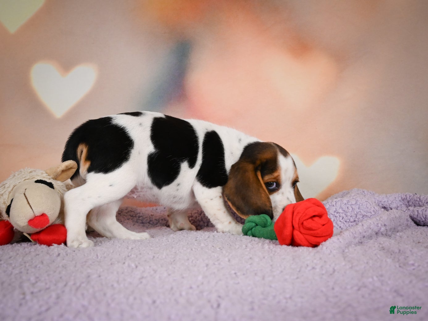 Beagle dogs OPAL - Ad 2