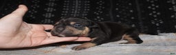 American Bully dogs for sale: Sass - Ad 2