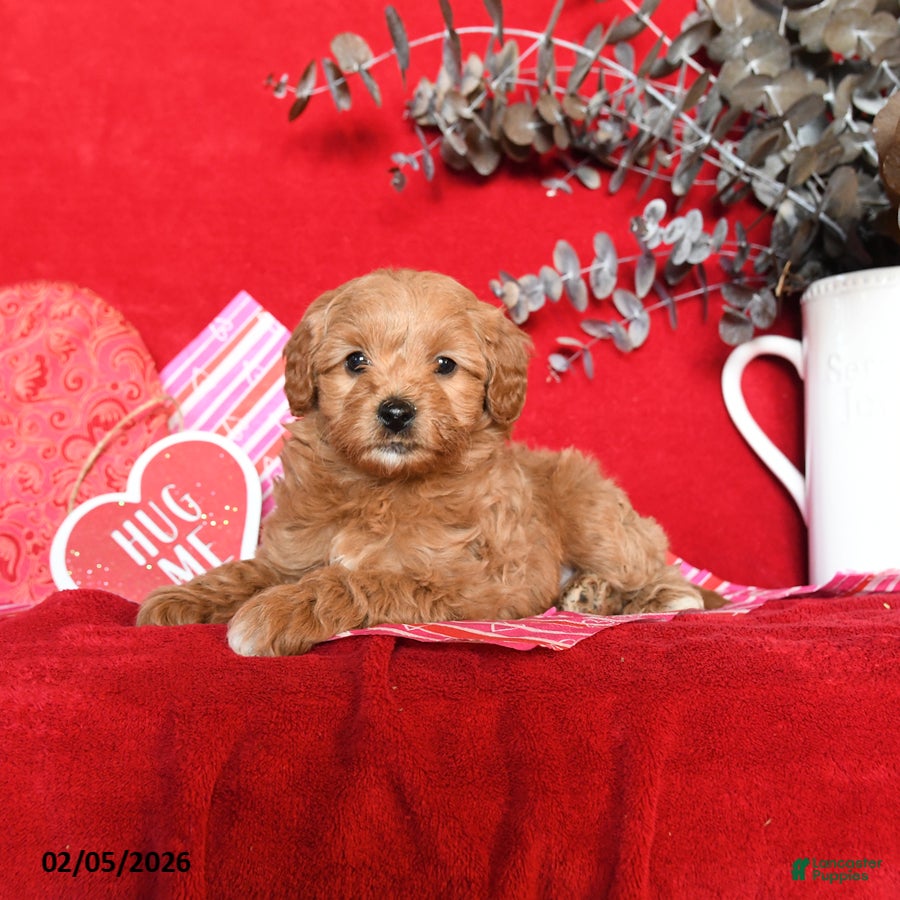 Yorkiepoo dogs Candy - Ad 2