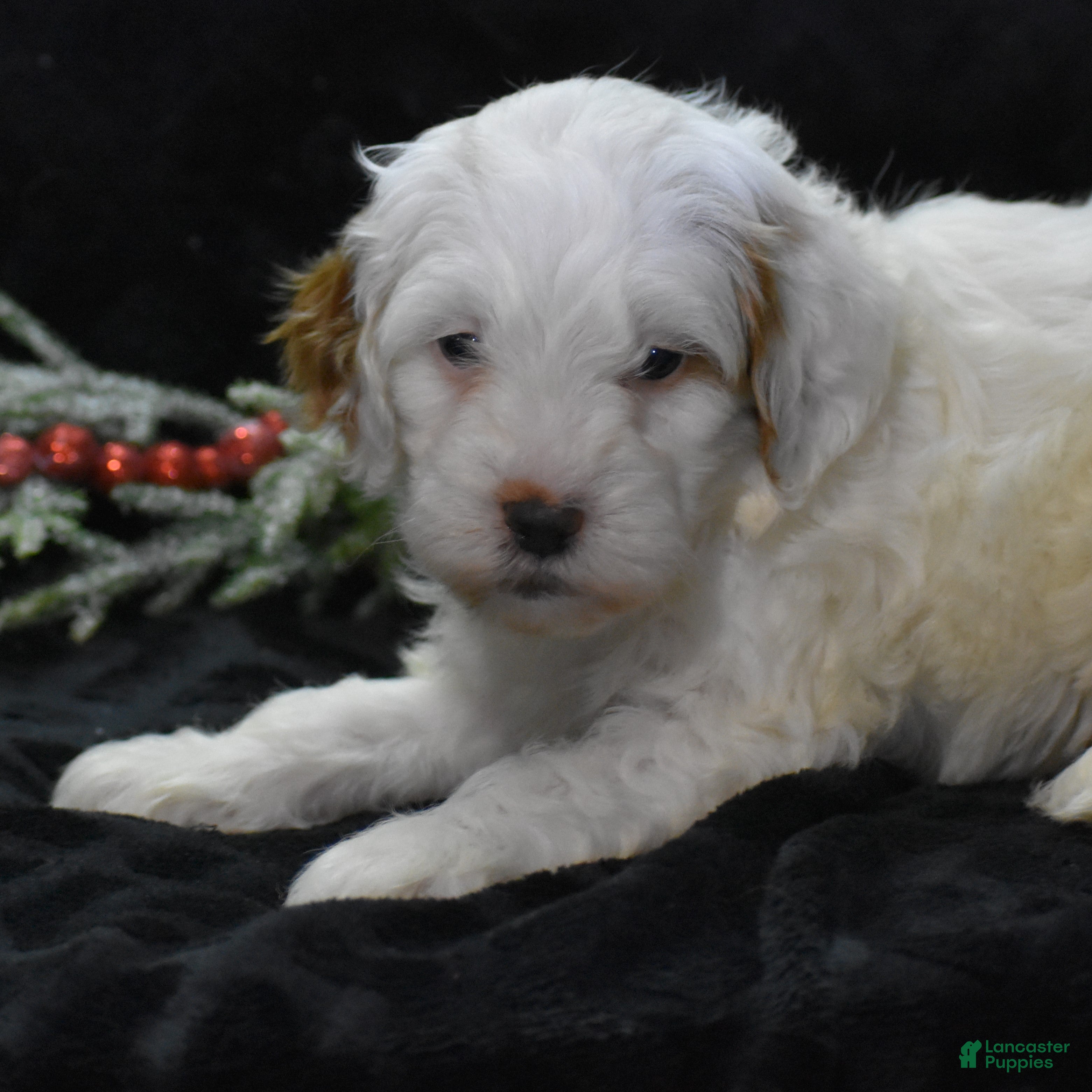 Mini Goldendoodle dogs Gaily - Ad 6