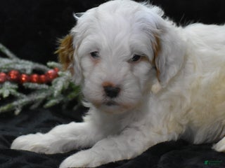 Mini Goldendoodle dogs Gaily - Ad 6