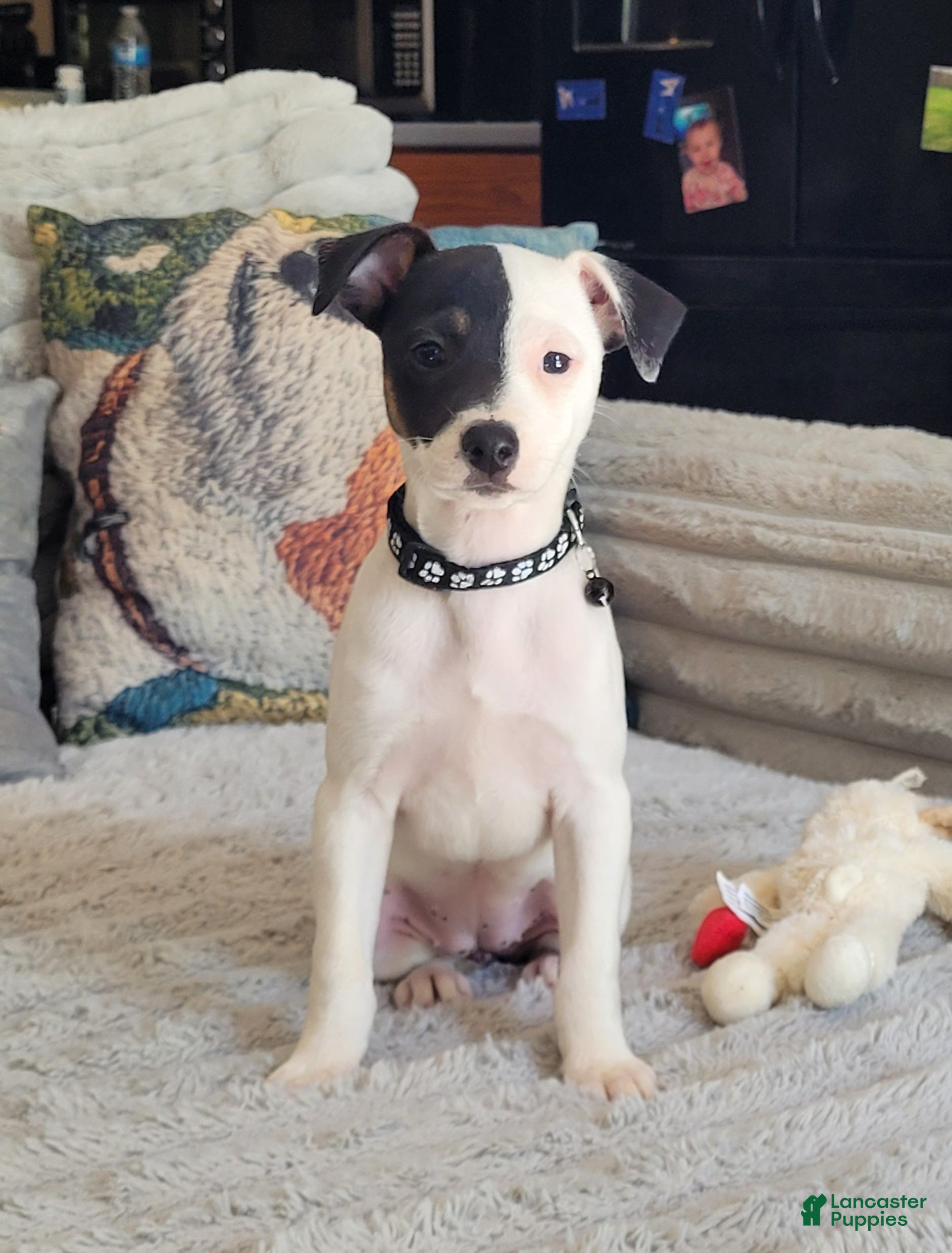 Jack Russell Terrier dogs Lena Registered Purebred  - Ad 17