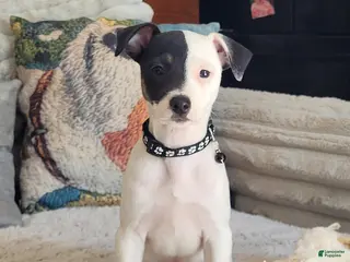 Jack Russell Terrier dogs Lena Registered Purebred - Ad 16