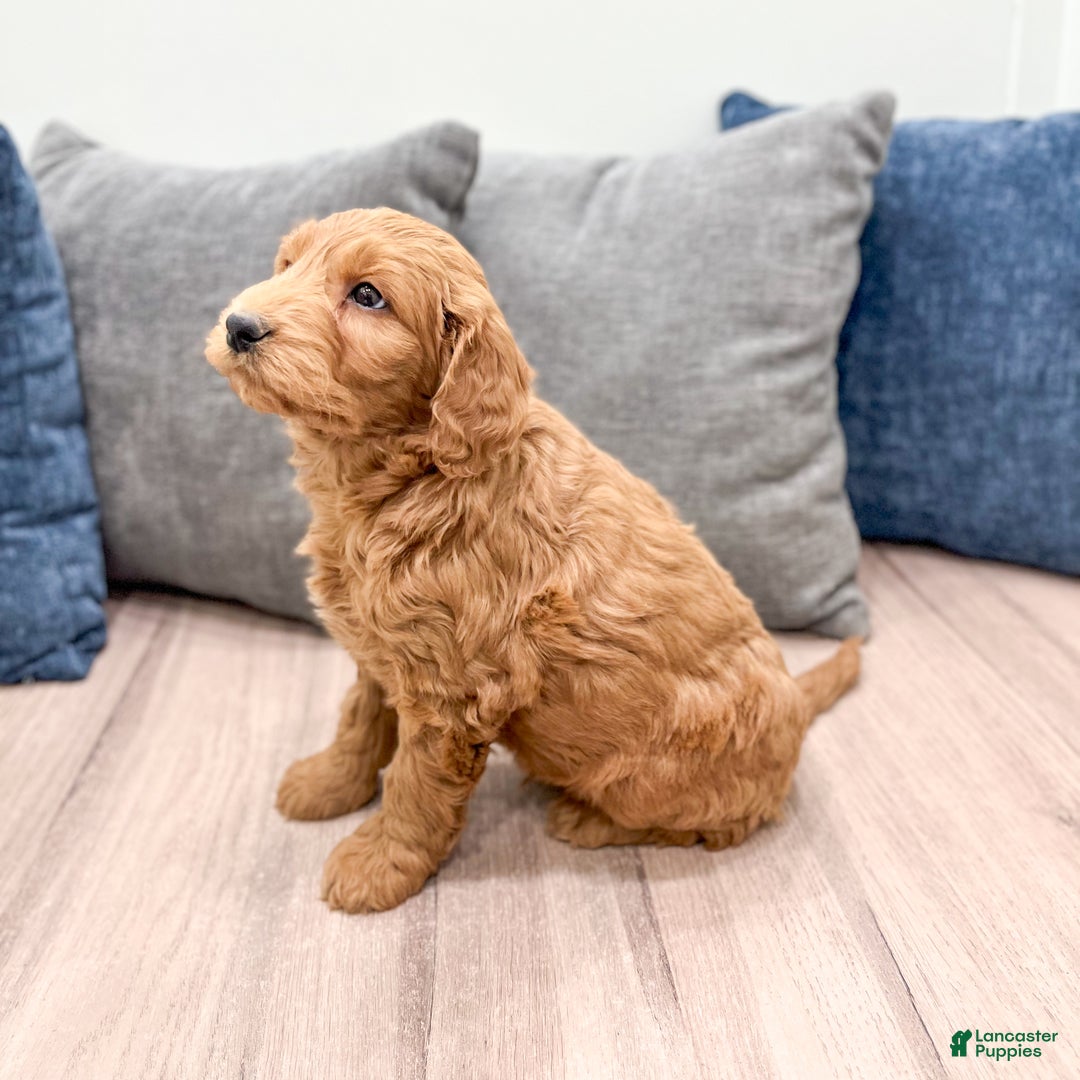 Goldendoodle dogs for sale: Benson - Ad 6
