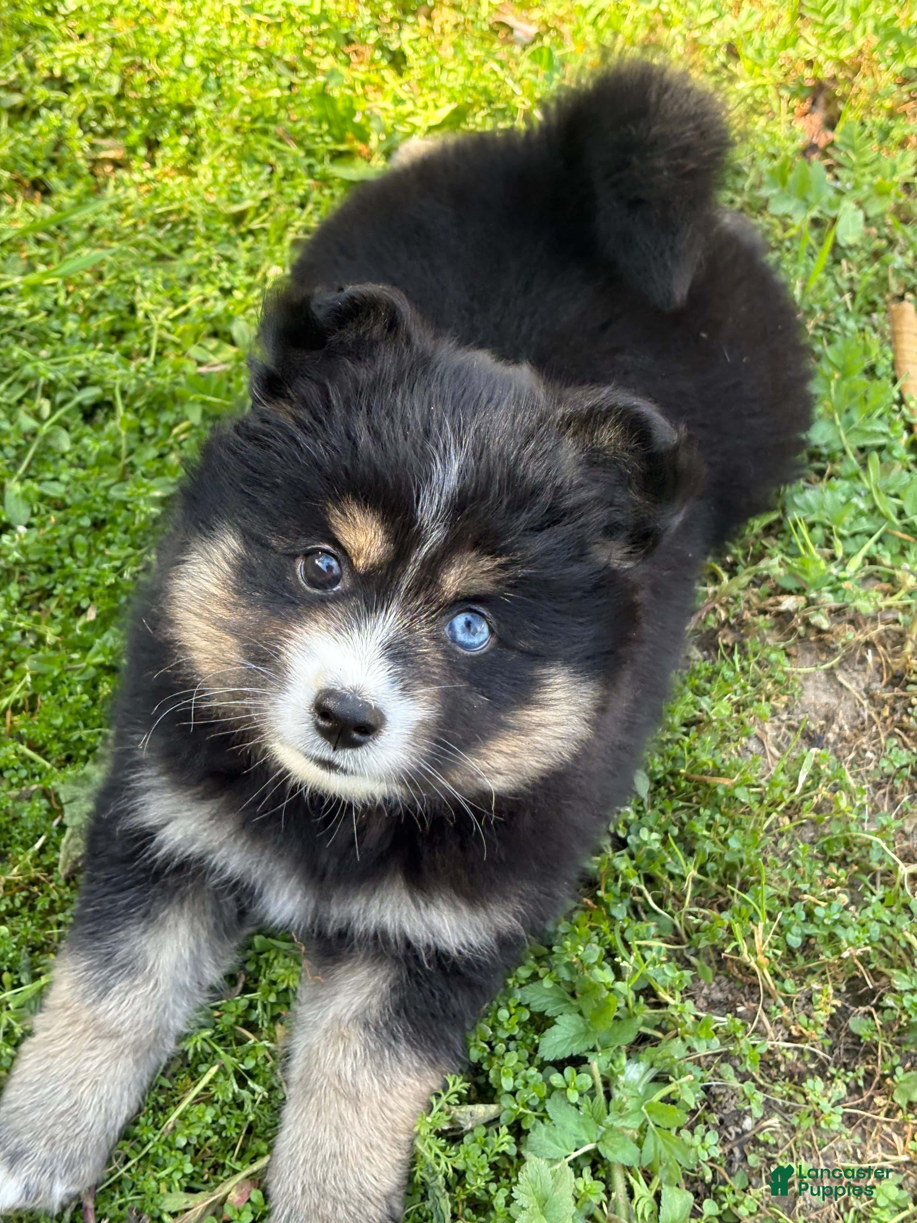 Pomsky dogs Suga - Ad 1