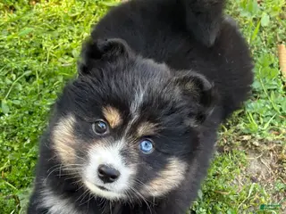 Pomsky dogs Suga - Ad 1
