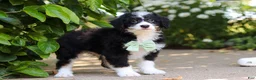 Mini Bernedoodle dogs for sale: Archie - Ad 10