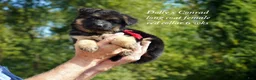 German Shepherd dogs for sale: German Shepherd female red collar - Ad 3