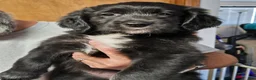 Mixed Breed dogs for sale: Twink - Ad 4