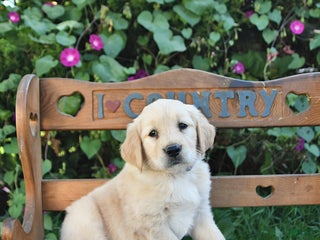 Golden Retriever dogs - Ad 21