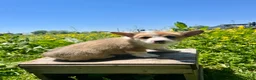 Welsh Corgi Pembroke dogs for sale: Molly - Ad 4