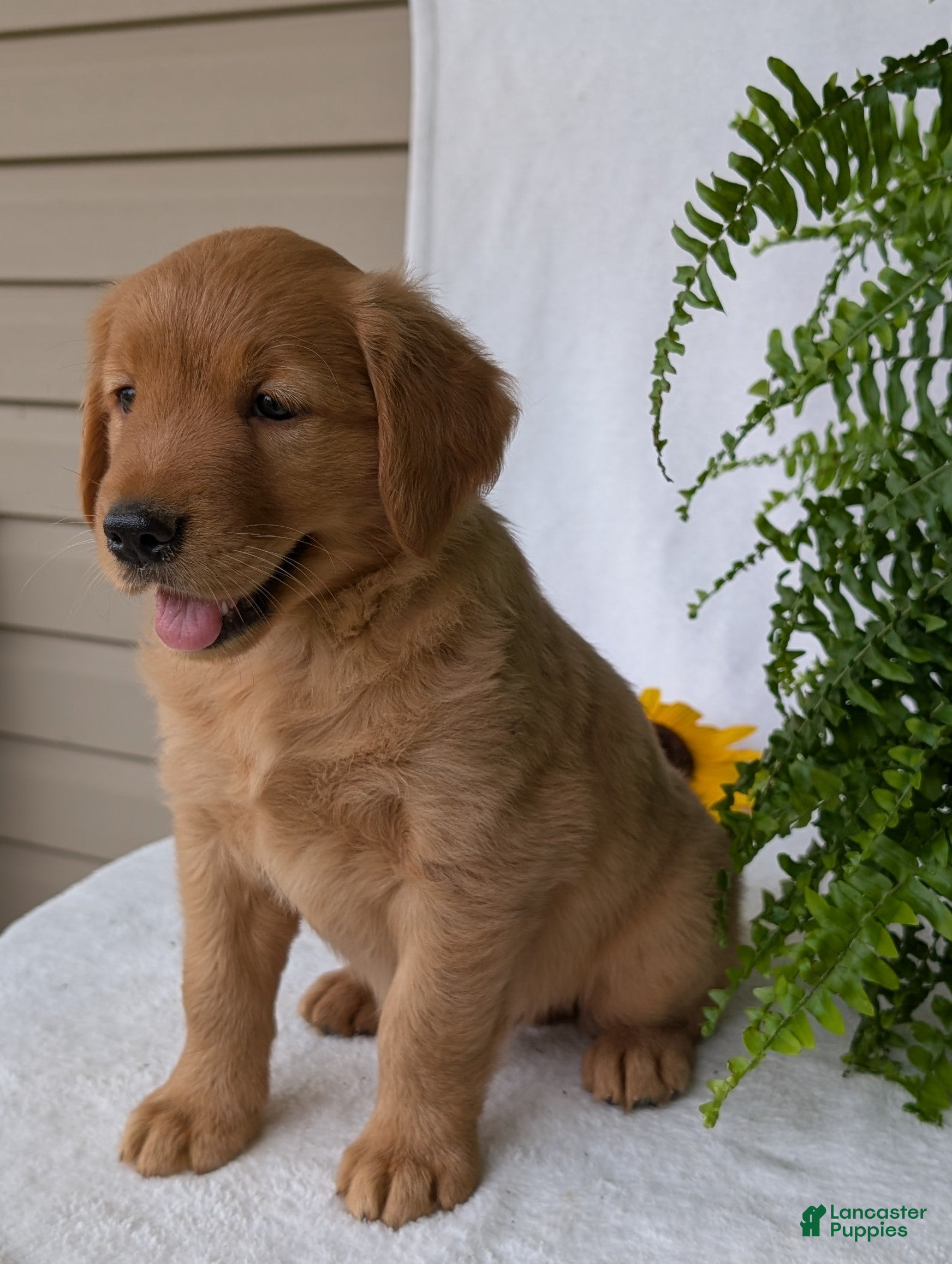 Golden Retriever dogs Dug  - Ad 1
