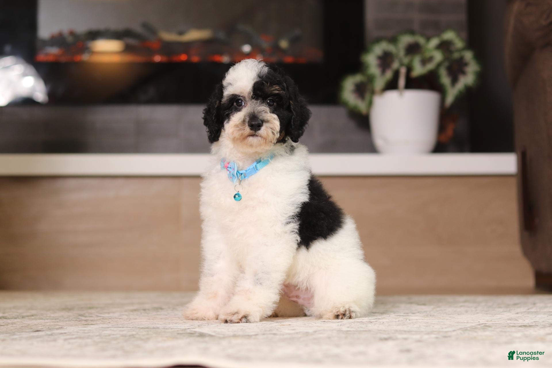 Miniature Poodle dogs Milo (AKC) - Ad 2