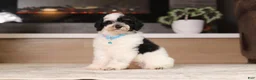 Miniature Poodle dogs for sale: Milo (AKC) - Ad 2