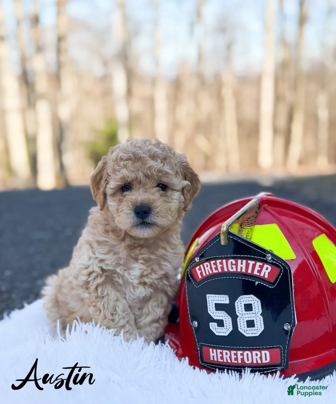 Mini Goldendoodle dogs for sale: Austin - Ad 1