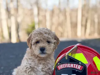 Mini Goldendoodle dogs for sale: Austin - Ad 4