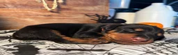 Doberman Pinscher dogs for sale: Spook: European Bloodlines - Ad 3