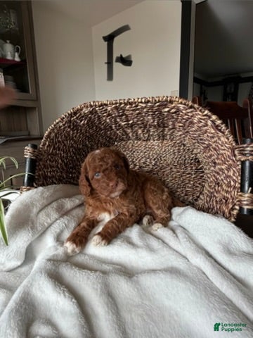 Mini Goldendoodle dogs Willow - Ad 2
