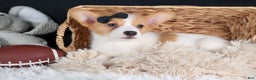 Welsh Corgi Pembroke dogs for sale: Iggy - Ad 12