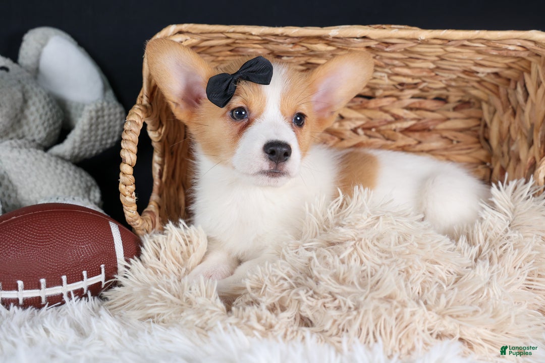 Welsh Corgi Pembroke dogs for sale: Iggy - Ad 12