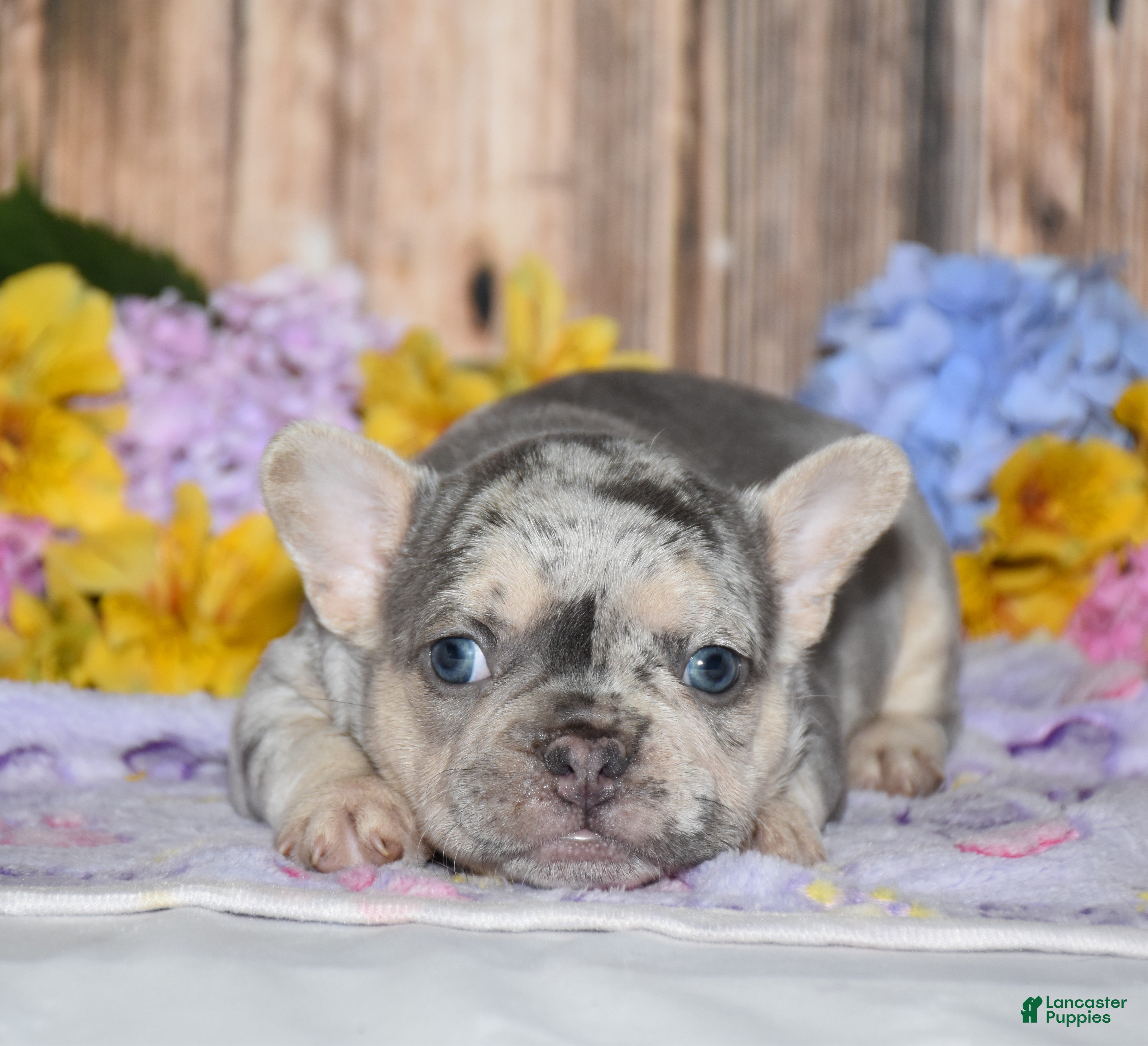 French Bulldog dogs for sale: Fester - Ad 2