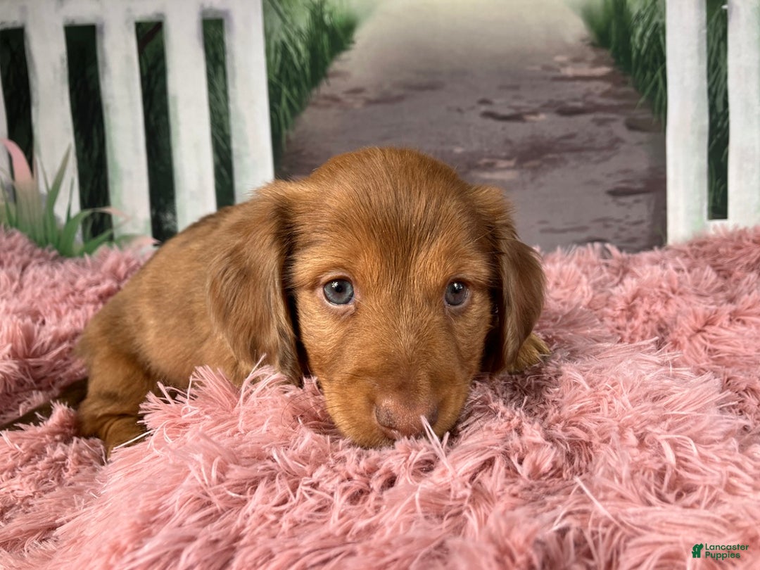 Miniature Dachshund dogs for sale: AKC-Brody - Ad 4