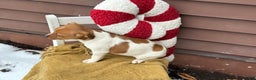 Jack Russell Terrier dogs for sale: Jingle - Ad 4