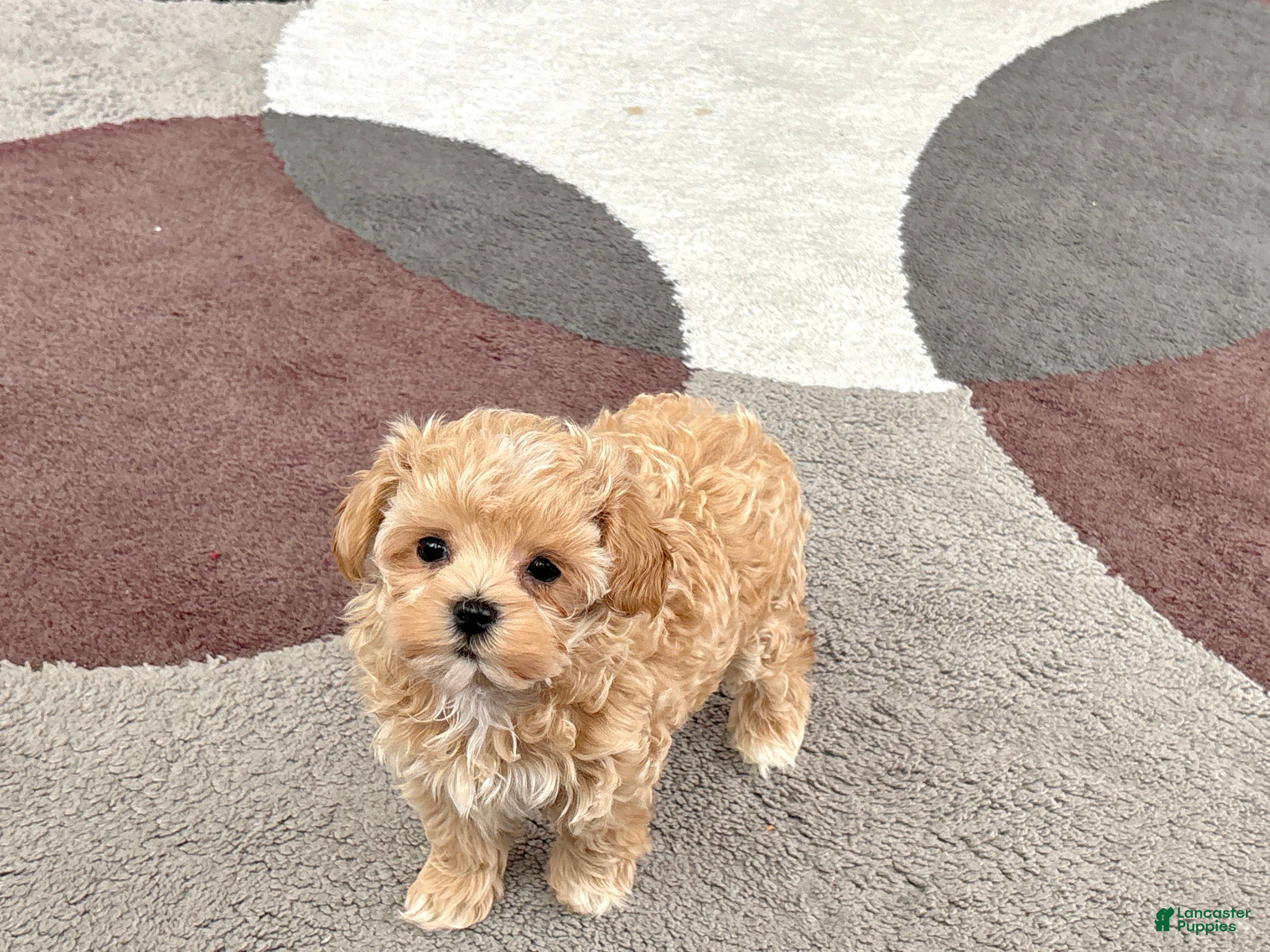 Maltipoo dogs Donna  - Ad 1