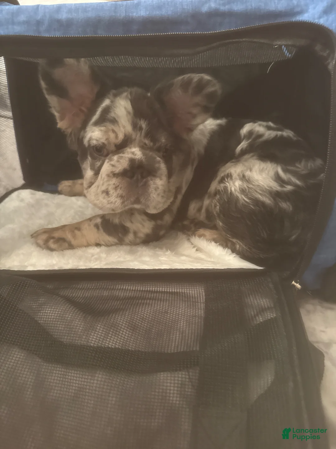 French Bulldog dogs for sale: French Bulldog Puppy 1 - Ad 9