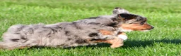Miniature Australian Shepherd dogs for sale: Austin - Ad 13