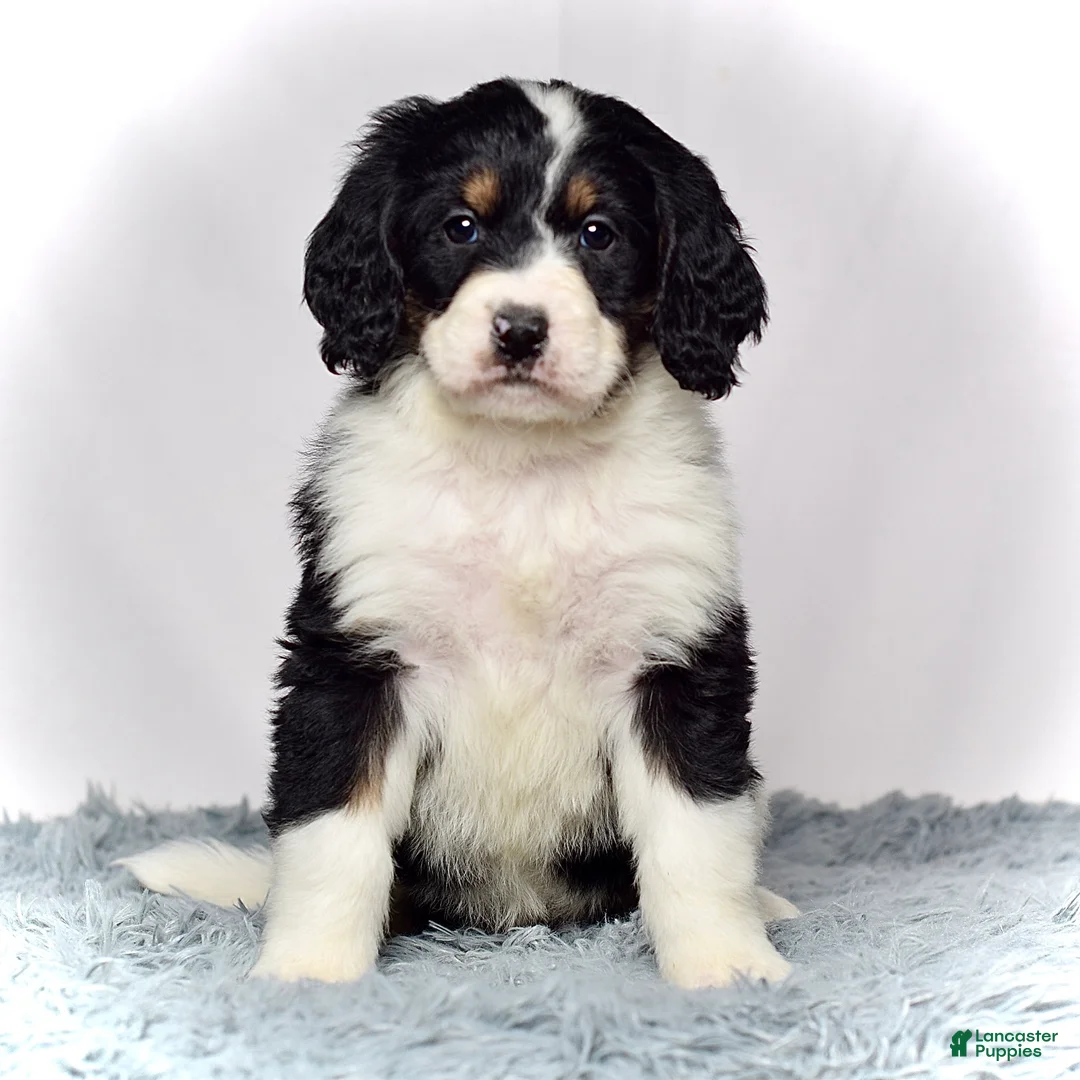 Bernedoodle dogs for sale: Ms. Valerie - Ad 7