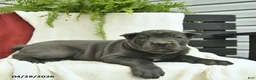 Cane Corso dogs for sale: Diesel  - Ad 5