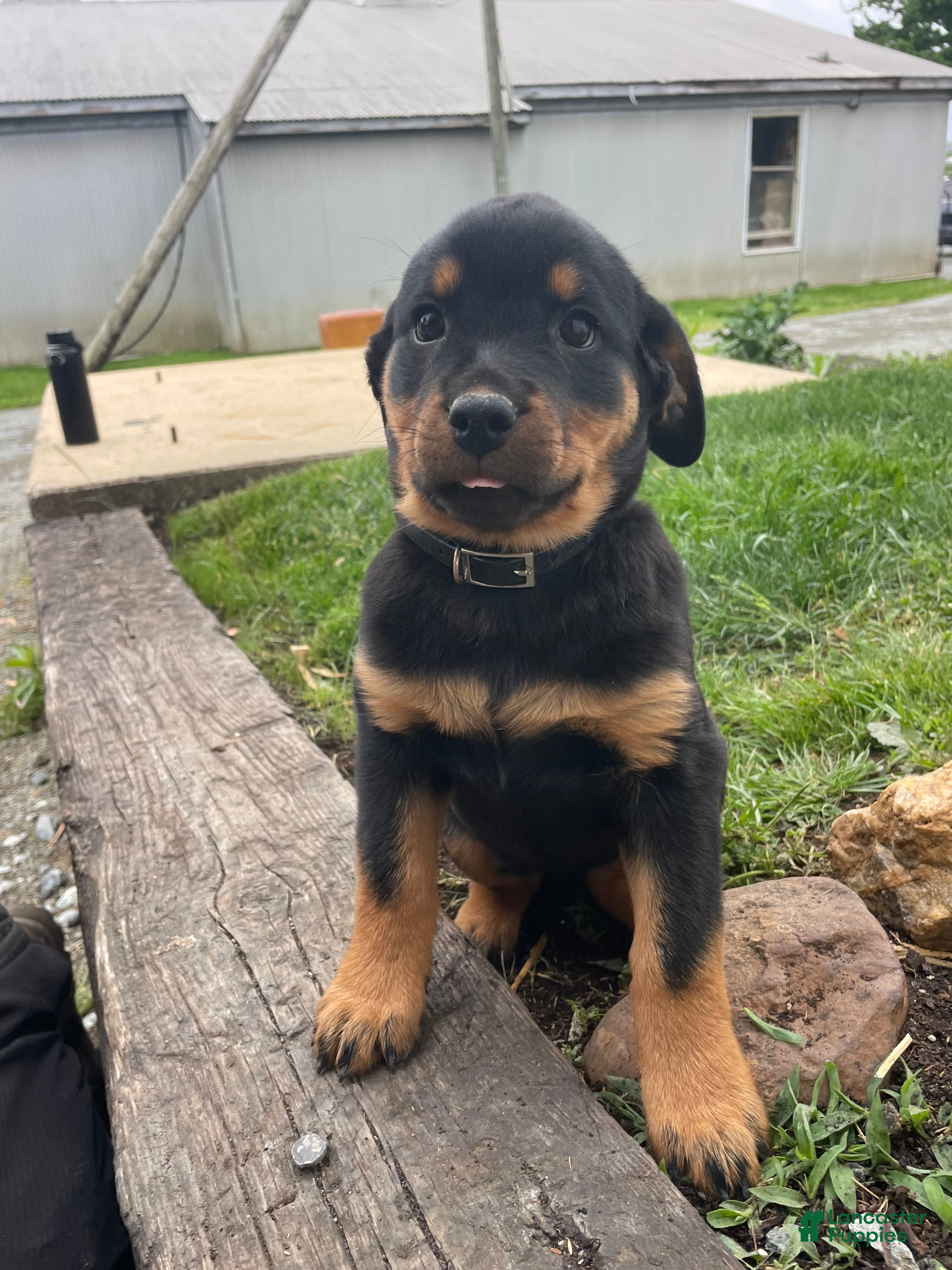 Rottweiler dogs Bella - Ad 33