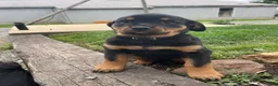 Rottweiler dogs for sale: Bella - Ad 1
