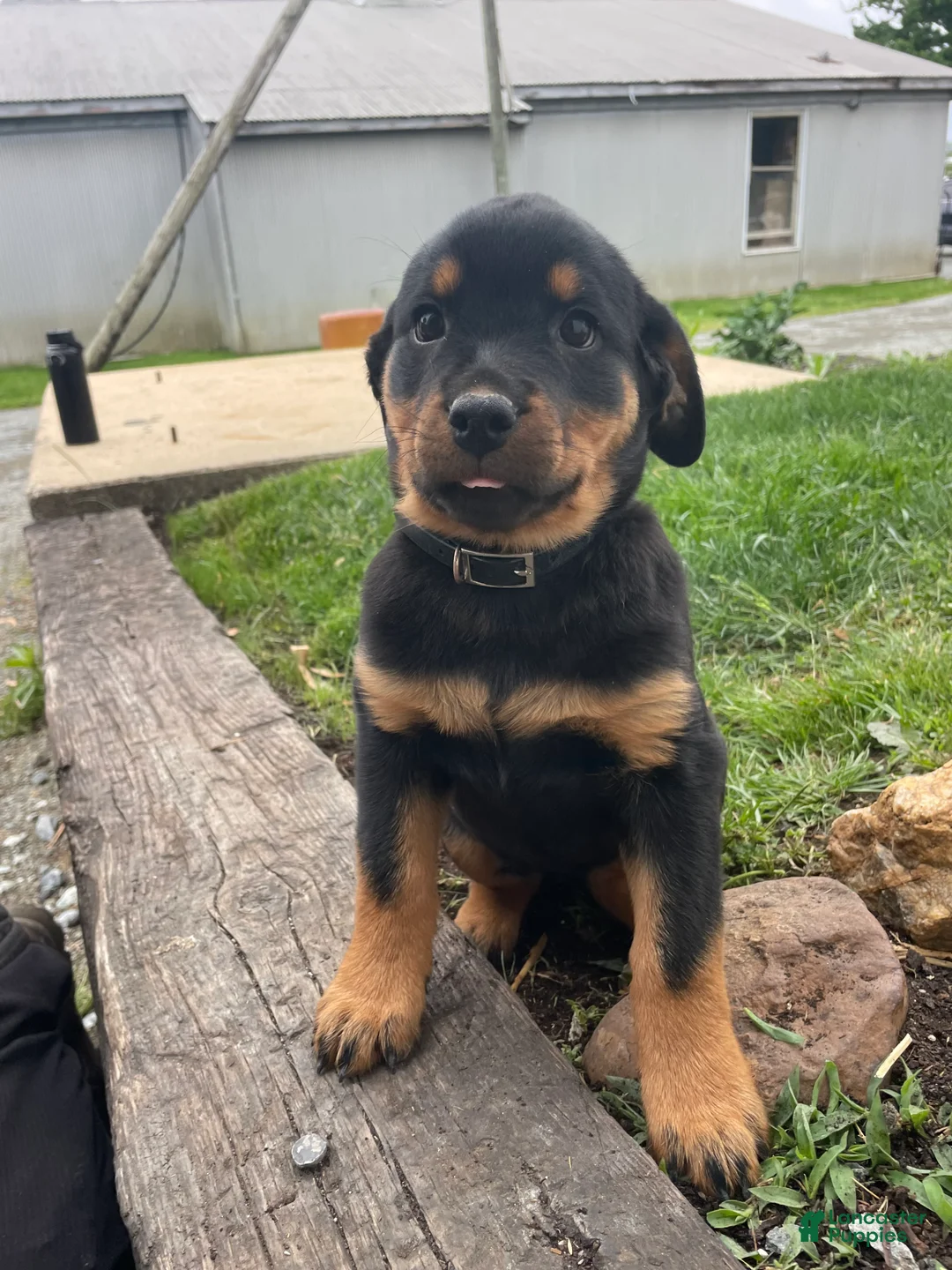Rottweiler dogs for sale: Bella - Ad 1