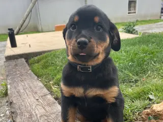 Rottweiler dogs Bella - Ad 33