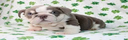 English Bulldog dogs for sale: Lucy - Ad 3