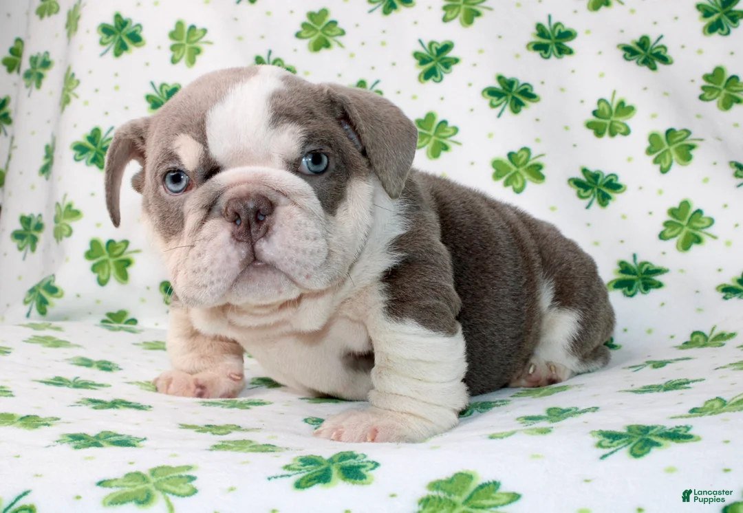 English Bulldog dogs for sale: Lucy - Ad 3