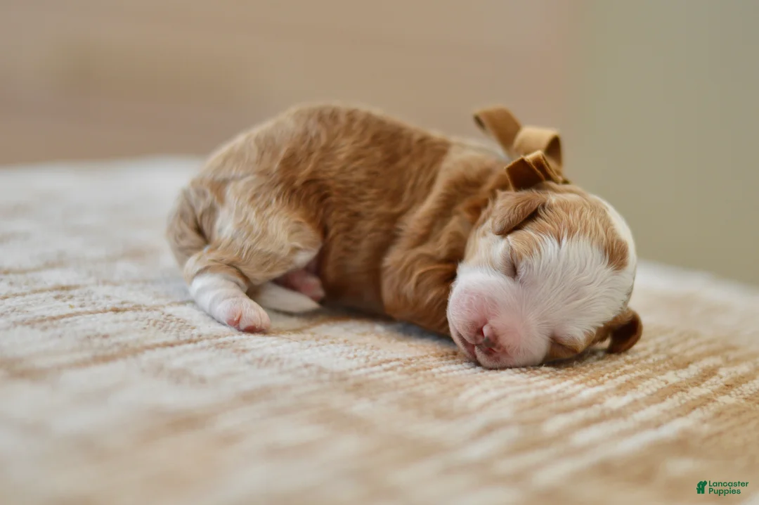 Goldendoodle dogs for sale: Clove - Ad 2