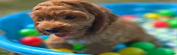 Cockapoo dogs for sale: Cashmere - Ad 20