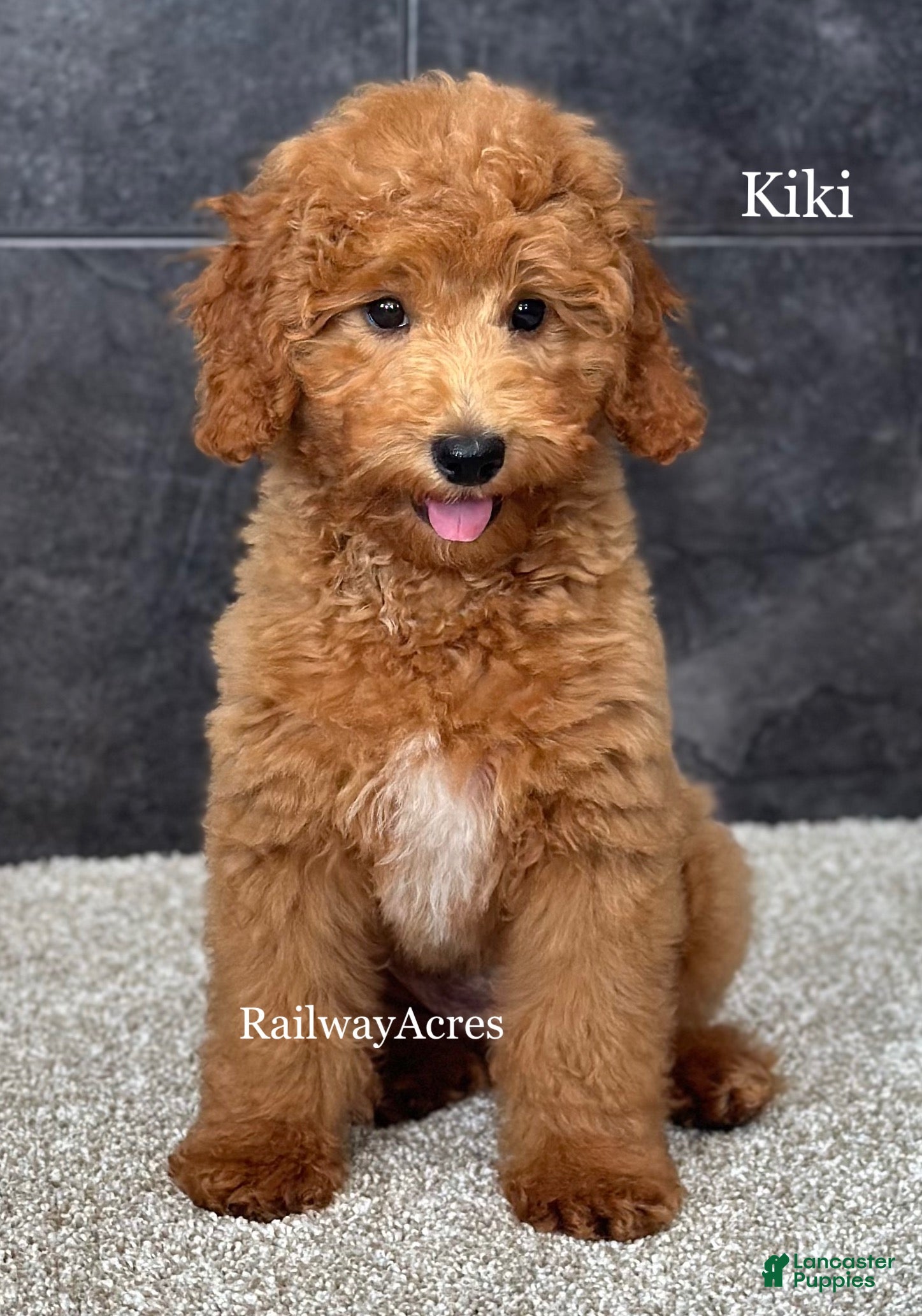 Goldendoodle dogs Kiki - Ad 28